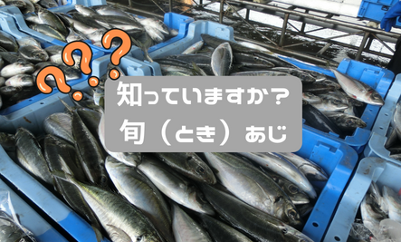 知っていますか?旬(とき)あじ