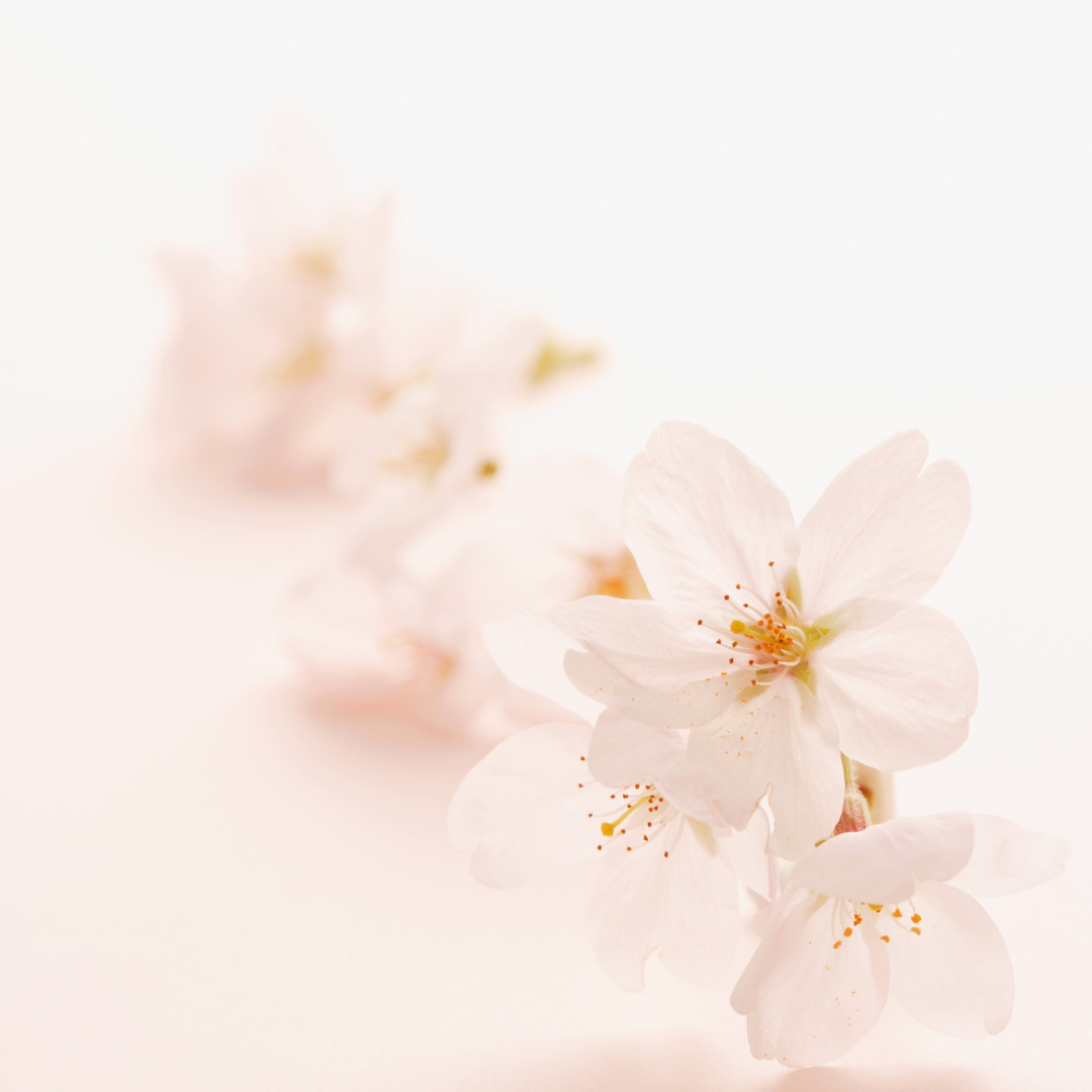 春の新生活応援フェア開催中です！