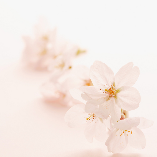 春の新生活応援フェア開催中です！