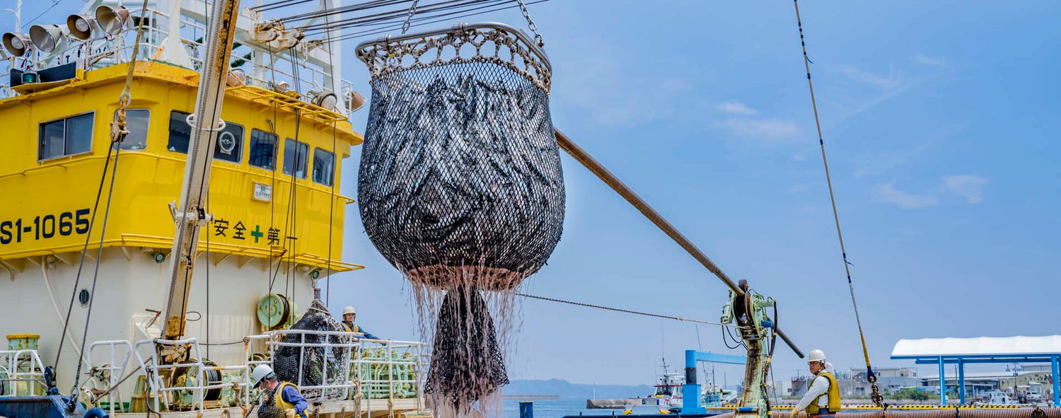 旋網業は、複数の船がグループを組み、網を使って魚を巻き獲る効率的な漁法です。日本各地で行われており、皆さんにも馴染み深いアジやサバ、ブリなどを主に漁獲にしています。その一翼を担うのが、まき網漁業のうち、「日本遠洋旋網漁業協同組合」(略称エンマキ)に所属し、九州から沖縄の沖合でまき網漁業を行う「エンマキ漁業」です。